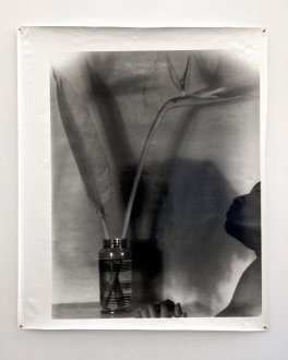 <i>Birds of Paradise III</i>, (triptych), 1989. Black and White silver gelatin print, 50 × 40.1 in. Edition of 6 (+1 AP).