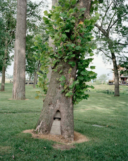 On Permanence and Change – Barry Gerson, Duy Hoang, Nandita Raman and Giovanna Sarti - Nandita Raman: Tree, 2011. Archival inkjet print mounted behind Plexi mirror, edition of 3 (+1 AP), 25 x 20 in.